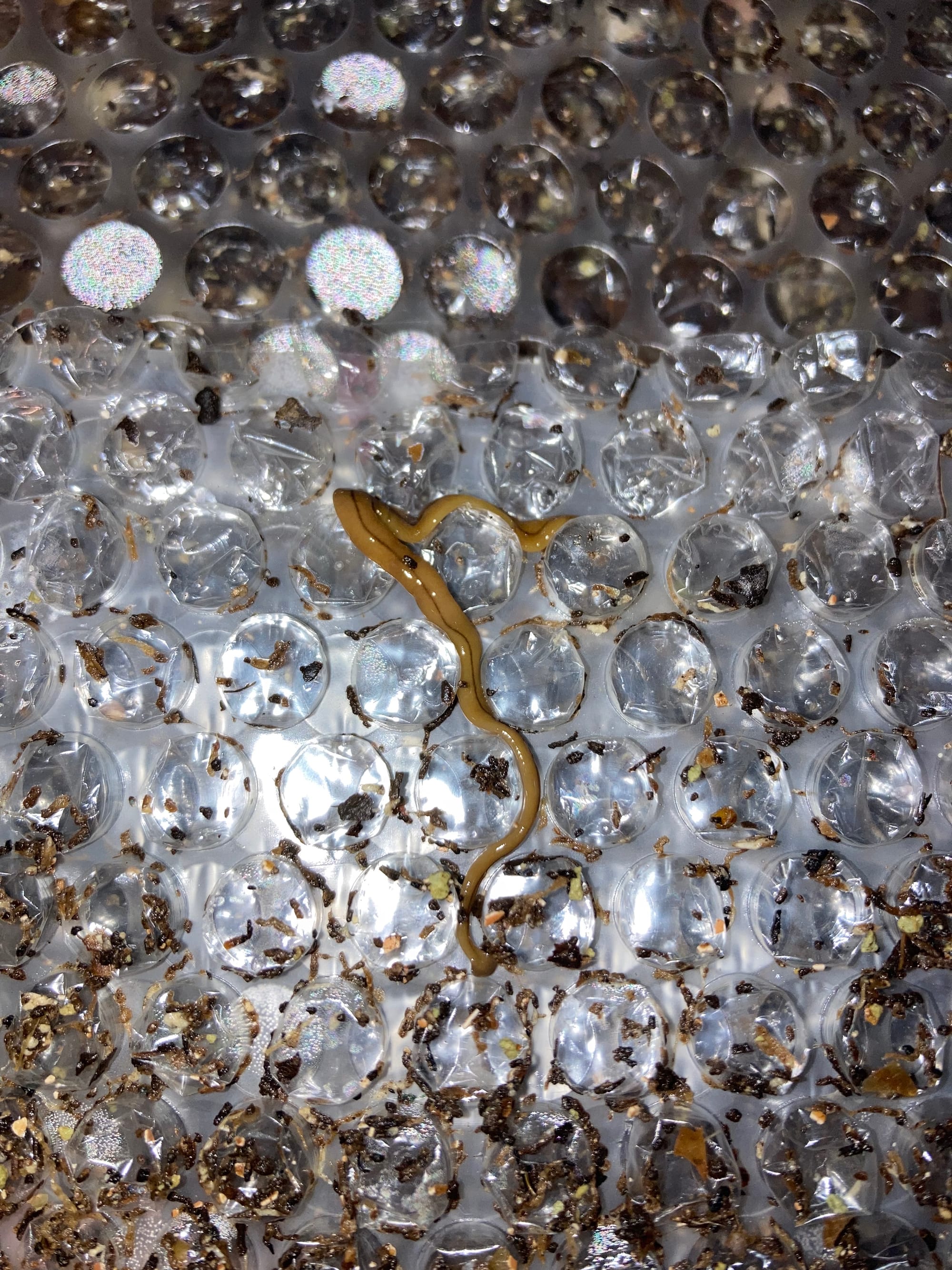 Image of a flatworm on bubble wrap 