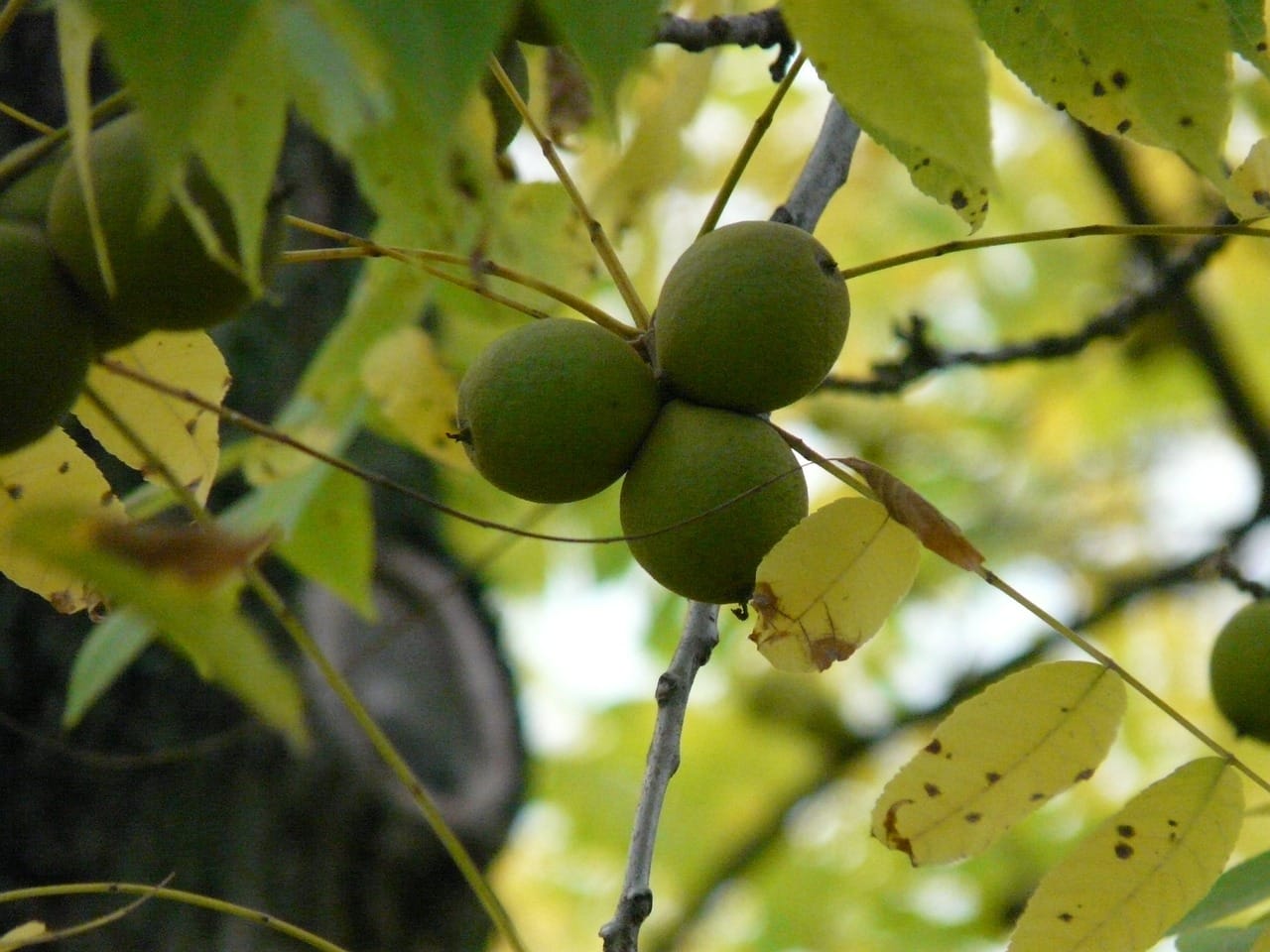 Black walnuts and leaves 