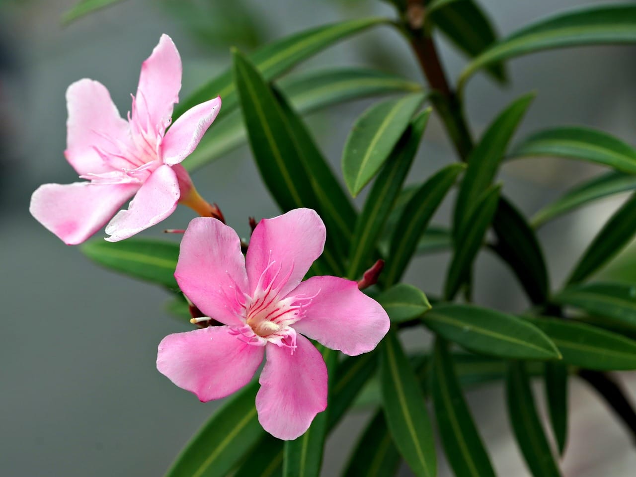 Picture of pink Oleander flower and leaves 