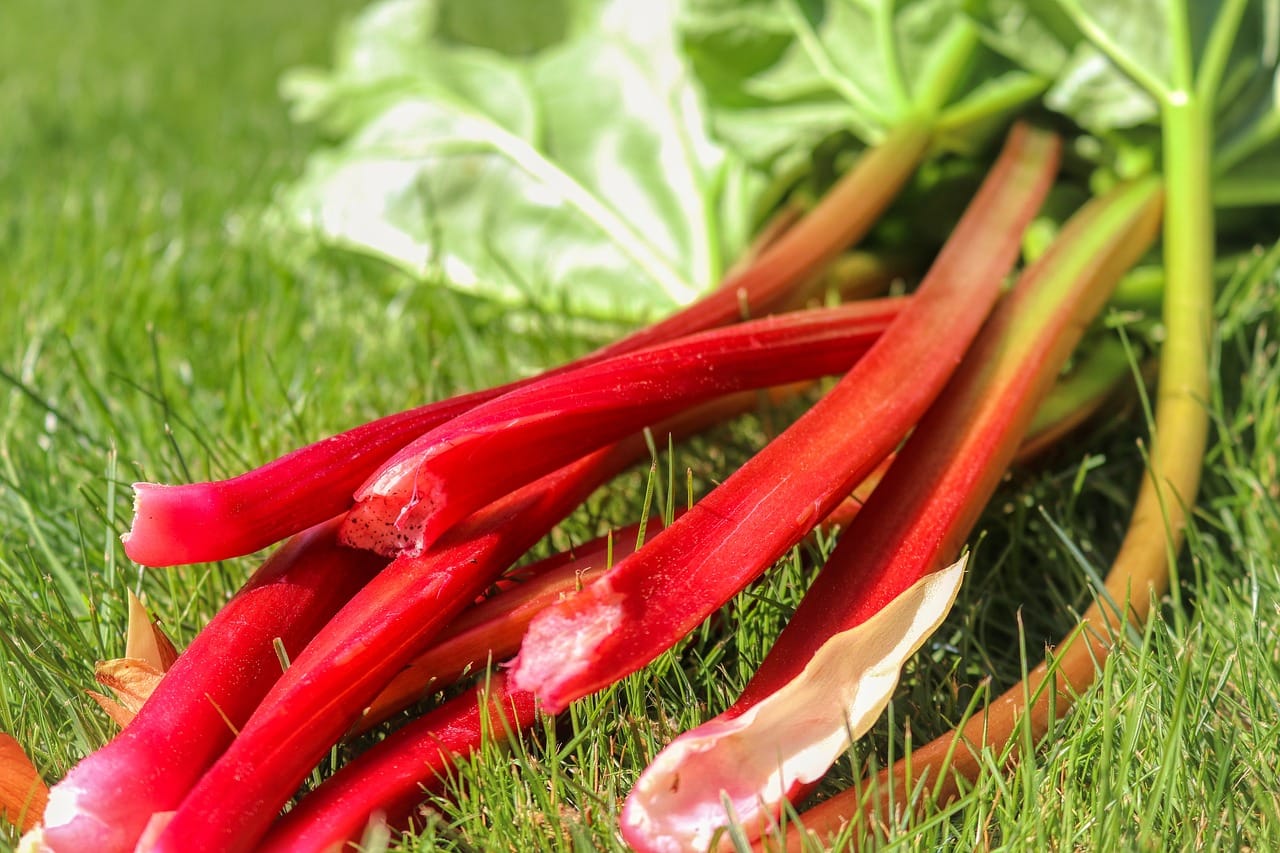 Rhubarb stalks laying in grass 