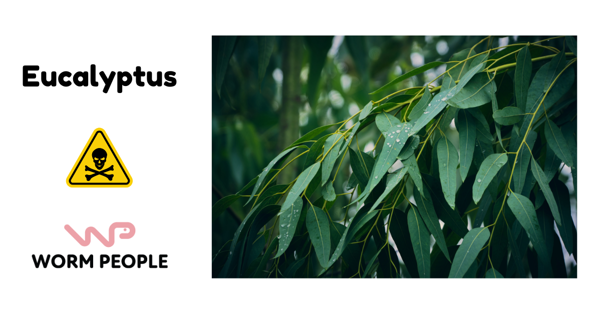 Warning image of red maple tree leaves, highlighting the toxicity of red maple leaves in worm composting for Worm People guide