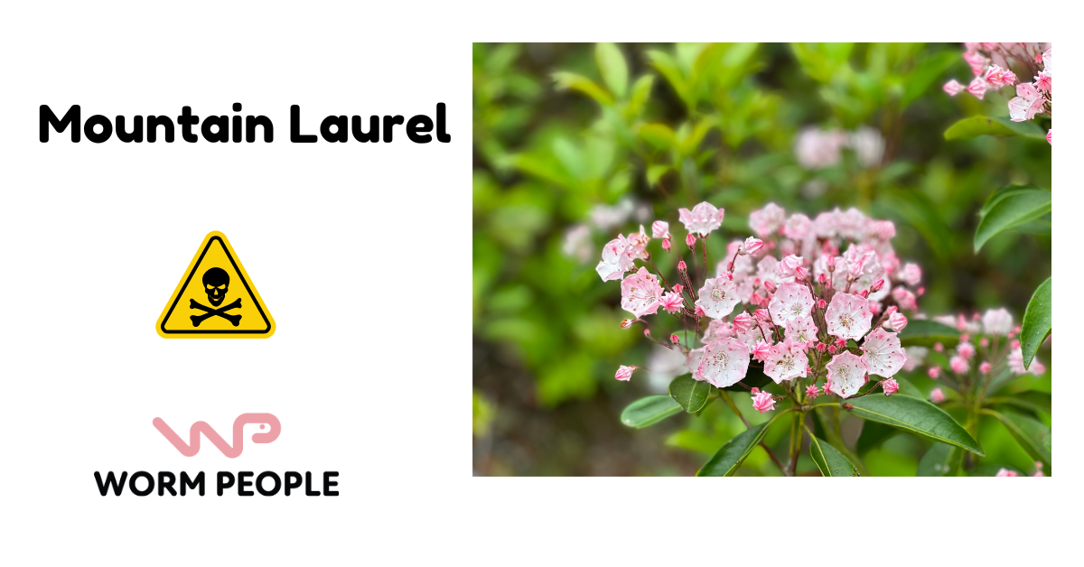 Close-up of mountain laurel flowers, illustrating its toxic nature in worm farming for Worm People guide