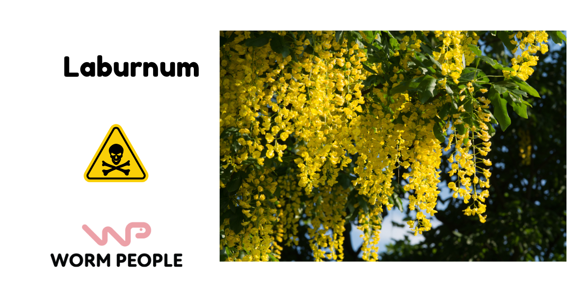 Warning image of laburnum tree with yellow flowers, highlighting its toxicity for worm composting in Worm People guide