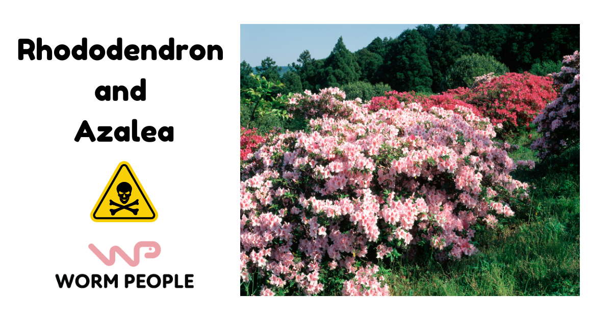 Warning image showing rhododendron and azalea shrubs, highlighting their toxicity in worm farming for Worm People guide