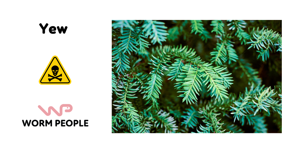 Close-up image of yew tree leaves, emphasizing the danger of using yew in worm composting for Worm People guide