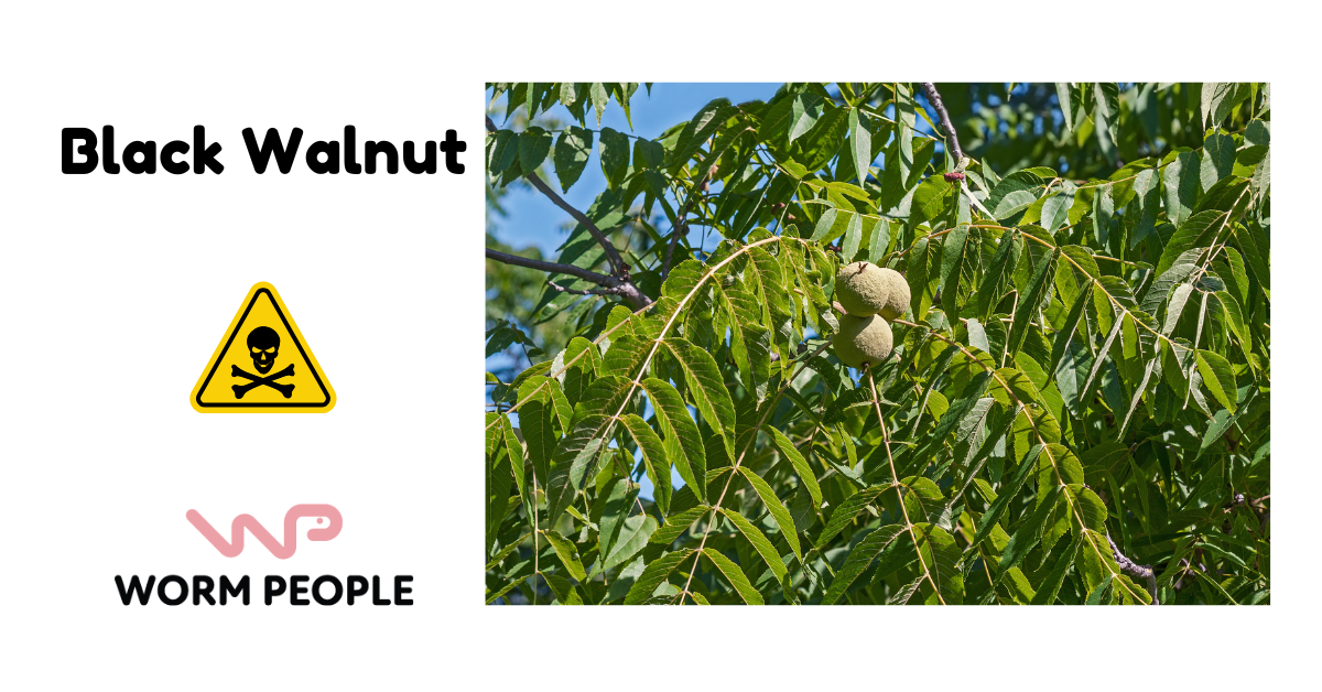 Image of black walnut tree with green fruit, highlighting its toxic properties in worm composting for Worm People guide