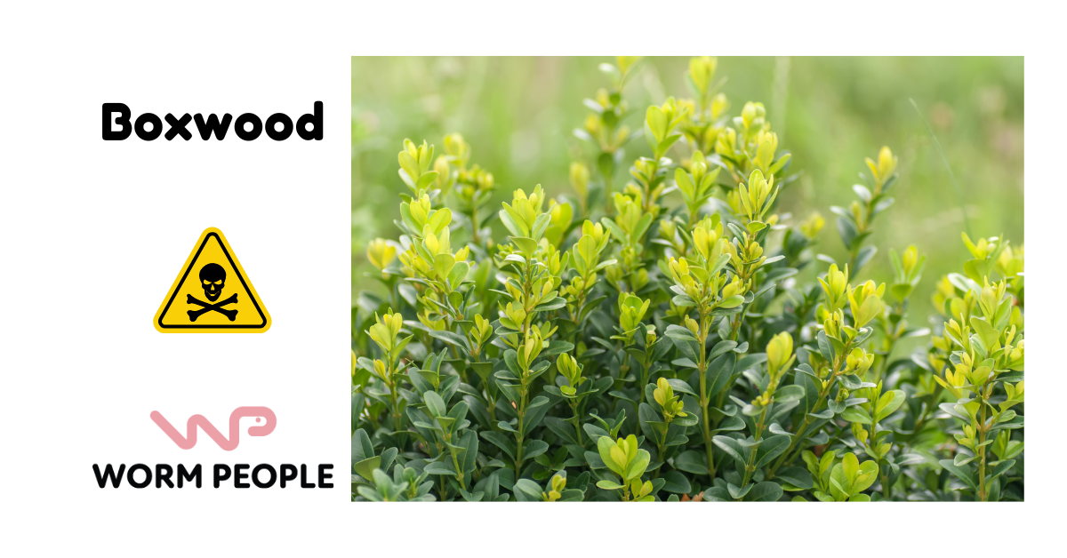 Close-up of boxwood shrub, warning about its harmful effects when used in worm composting for Worm People guide