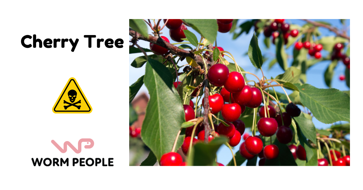 Image of cherry tree with ripe cherries, showing its toxic nature for worms in vermicomposting for Worm People guide