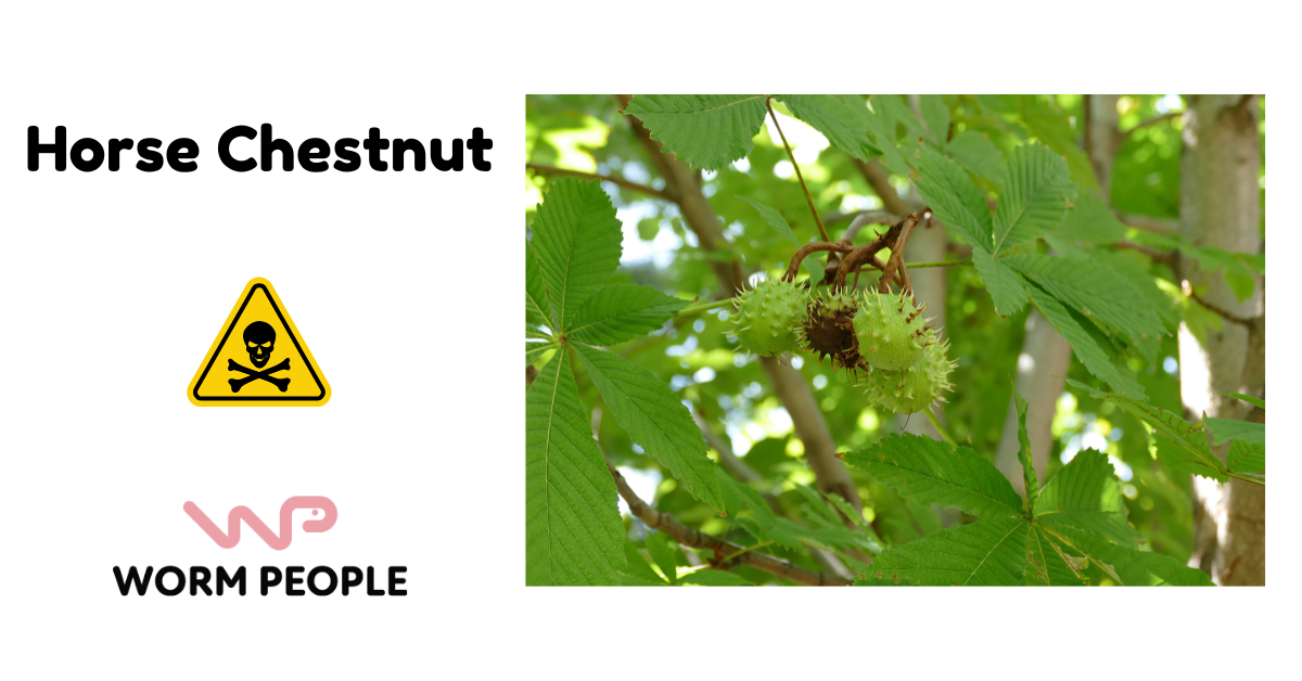 Image of horse chestnut tree with spiked fruit, warning about its toxicity in worm farming for Worm People guide