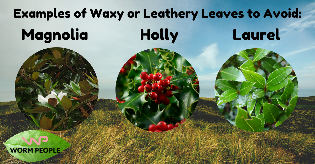 warning to avoid these waxy or leathery leaves in worm farming for Worm People guide